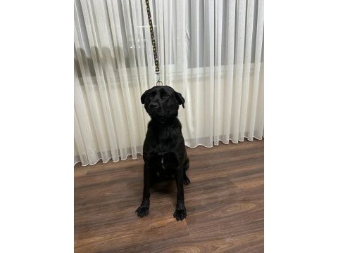 Temel itaat eğitimi mevcut labrador