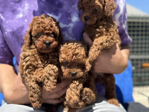 Ankaranın en seçkin kore toy poodle yavruları