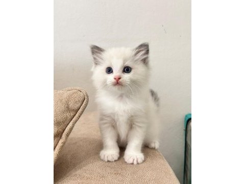 Bicolor ragdoll bebekler