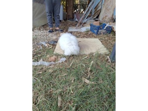 Hollanda teddy lop tavşanlar