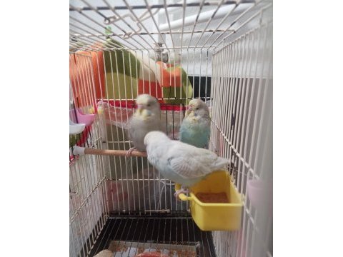 Jumbo ve show muhabbet kuşu toplu herşeyi ile verilicektir