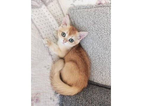 Full şecereli ny 12 erkek british shorthair