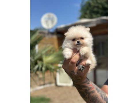 Orjinal pomeranian boo özel üretim yavrular