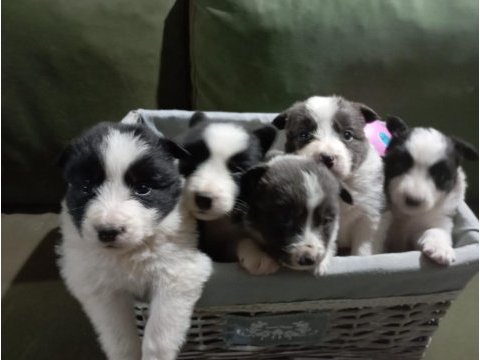 1 aylık border collie yavrular