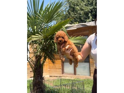 Red toy poodle yavrular