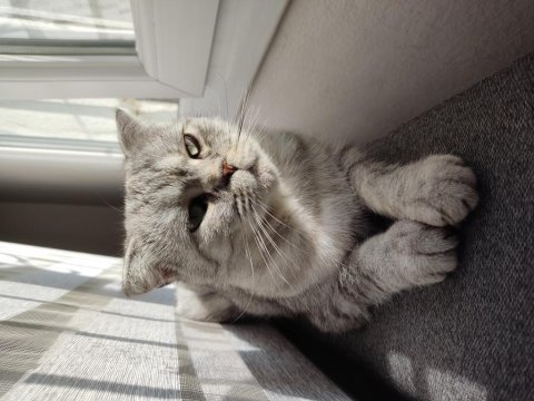 Scottish fold