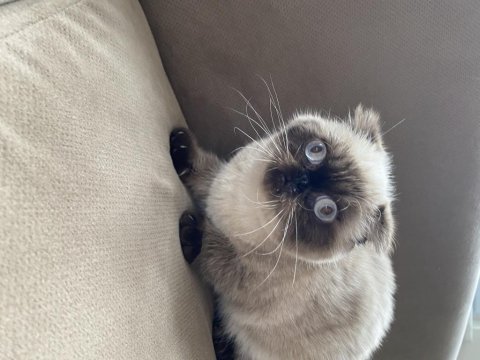 British shorthair erkek kedimiz
