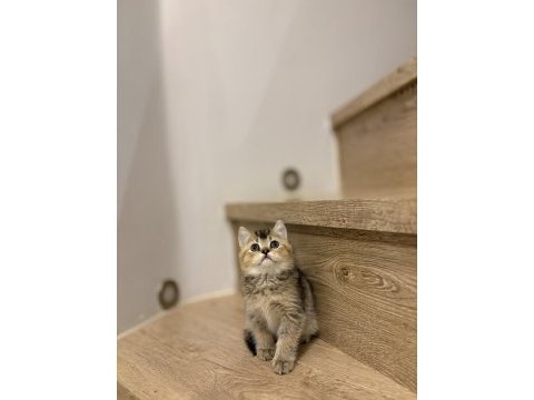 Brıtısh shorthair golden yavrularım 