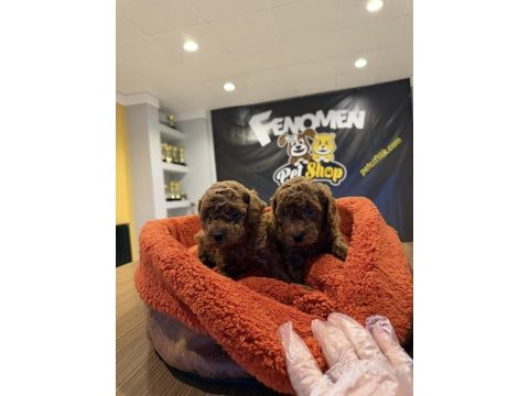 Wc eğitimli toy poodle yavrular ankara her ile teslim 