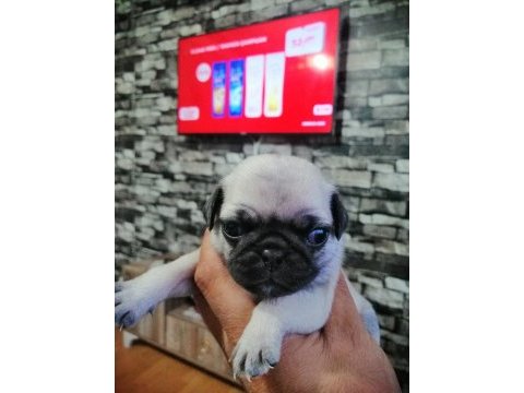 Pug yavrularımız evde bakılıyor