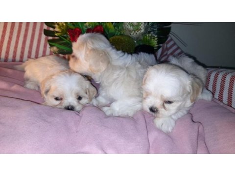 Shih tzu bebeklerimiz