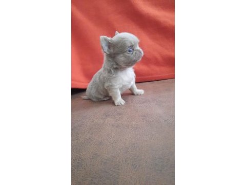 Biblo gibi chihuahua yavrular