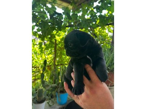 Yavru sevimli 45 günlük siyah pug