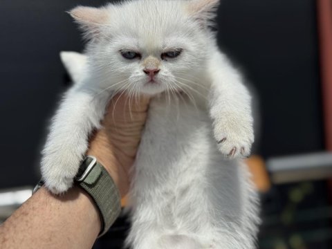 Ziyarete açık beyaz mavi gözlü british shorthair 