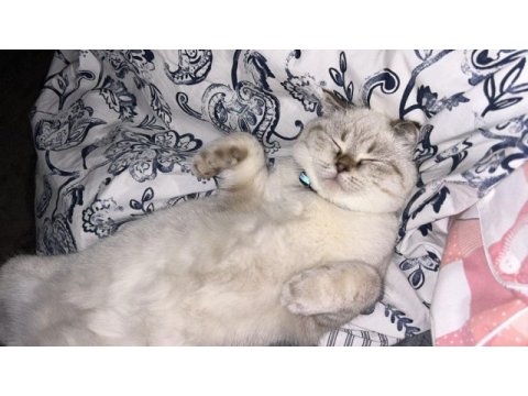 Scottish fold dişi kedimiz