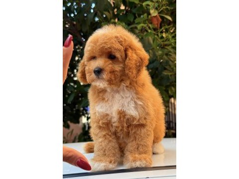 Maltipoo teddy surat party colour