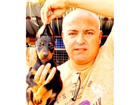 Doberman yavrularımız