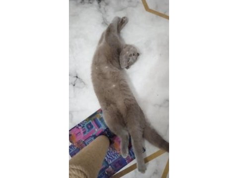 Kısır 4 yaşında erkek kedimiz