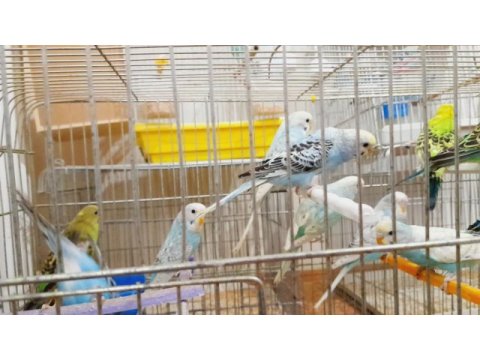 Yavru ve yetişkin muhabbet kuşu