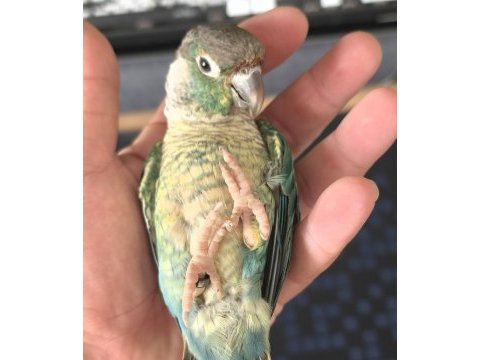 Oyun hamuru full evcil erkek konur papağanı