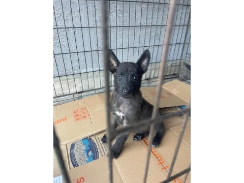 Orjınal tek soy malinois yavrular