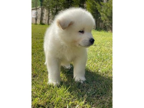 Japon akita ınu yavrulari istanbul 