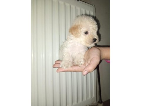 Anne poodle baba terrier yavruları