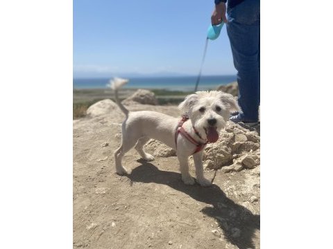 Jack russell terrier maltese terrier kırması ücretsiz