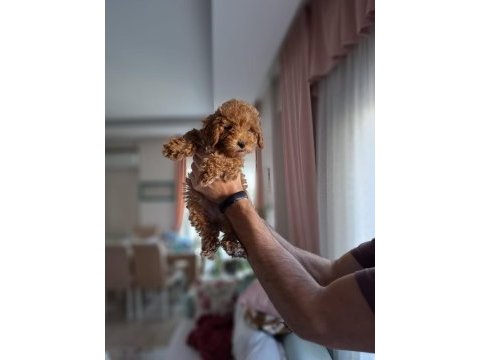 53 gunluk dişi toy poodle red brown