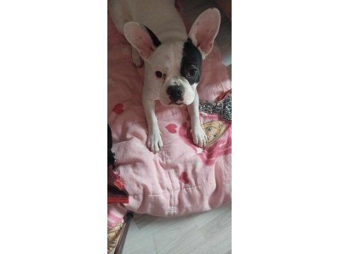 Ücretsiz sahiplendirilecek french bulldog açıklamaya bakın