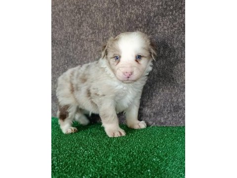 Border collie yavrularımız