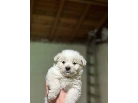Orijinal kilo garantili maltipoo bebekler