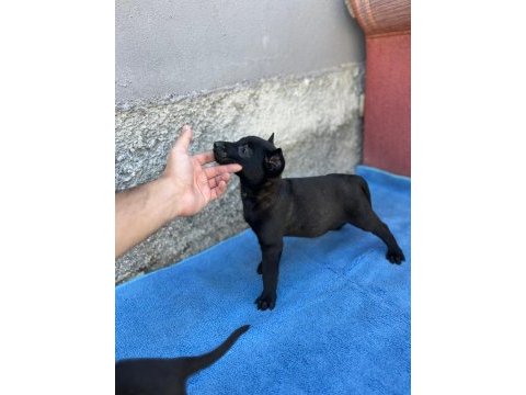 Safkan malinois yavruları