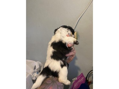 2 morkie yavrumuz kaldı