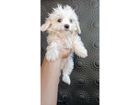 0 numara ırk garantili maltese