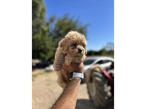 Maltipoo yavrularımız yeni sahipleri için hazır