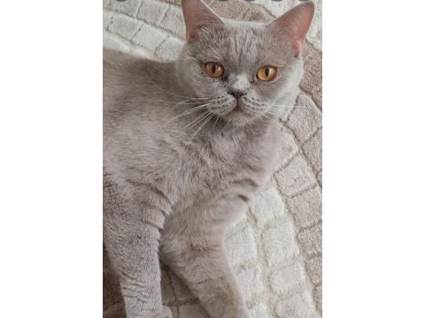 Dişi kısır british shorthair