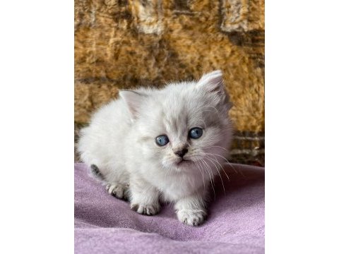 Full orjinal lynx point british shorthair
