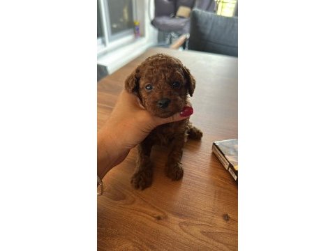 Erkek ve dişi toy poodle yavrular kore kan