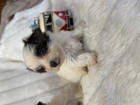 Morkie renkli gözlü dişi yavrularımız