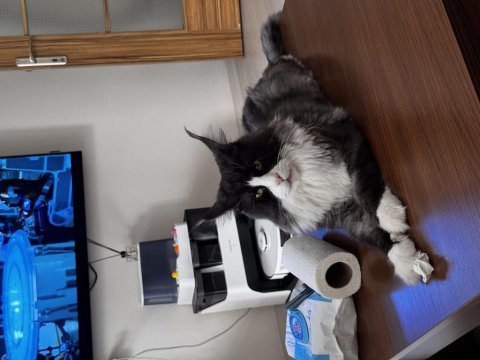 Şecereli maine coon yavrular 2.5 aylık