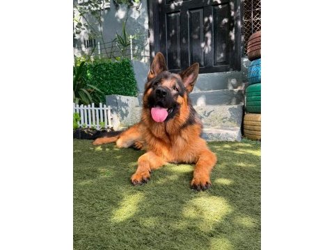11 aylık erkek alman kurdu şecereli
