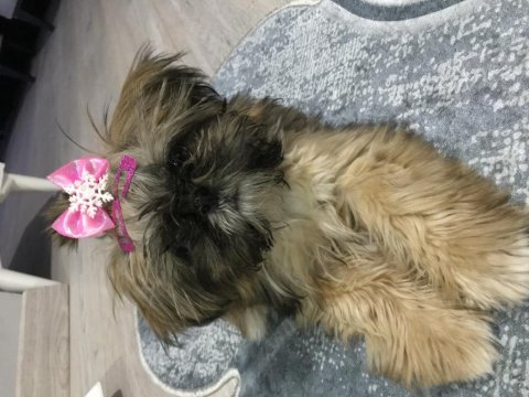Shih tzu dişi 3 buçuk aylık