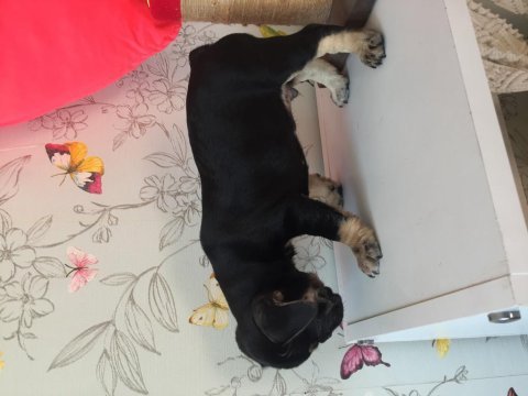 60 günlük erkek black tan french bulldog