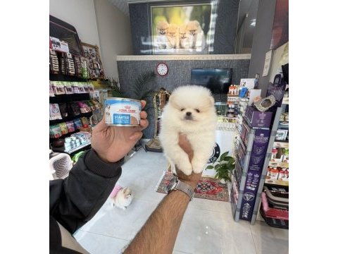 Ukrayna doğumlu pomeranian boo yavrular
