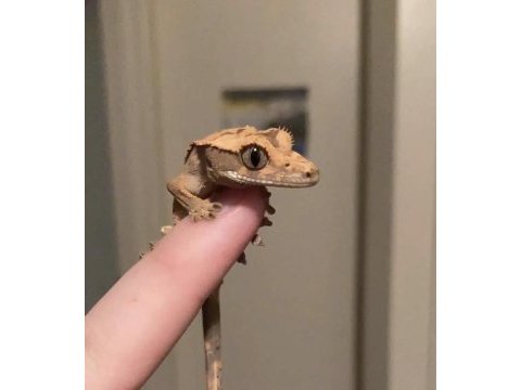 Crested geckolar