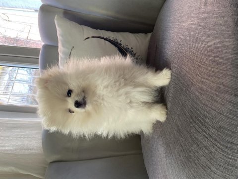 3.5 aylık dişi pomeranian yavrumuz