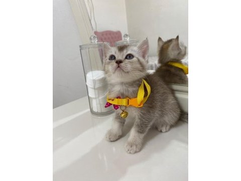 Boncuk british shorthair kardeşler
