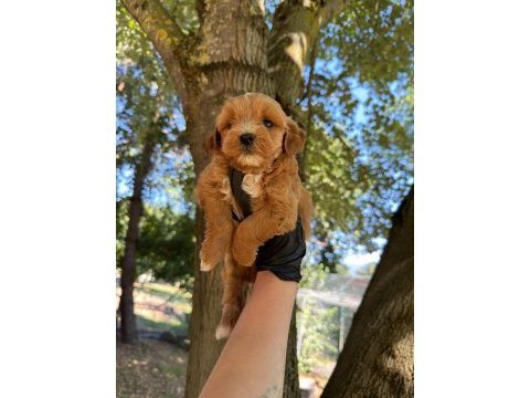 Dişi erkek maltipoo 