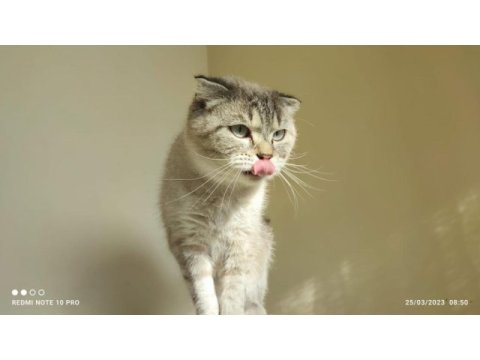 British shorthair silver